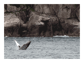 Whale Jump - Kenai Fjords, Alaska